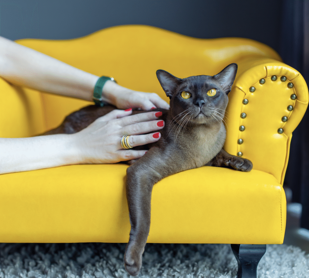 How to care for a European Burmese kitten
